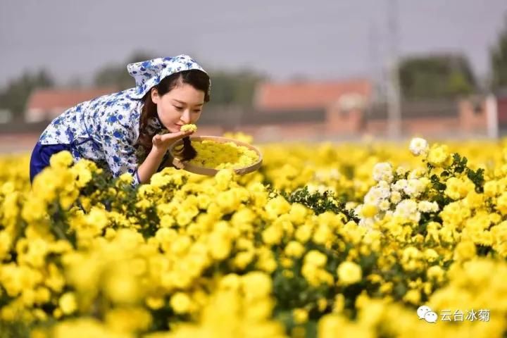 云臺冰菊基地發(fā)生了什么？一批批領(lǐng)導(dǎo)專家團隊前來！
